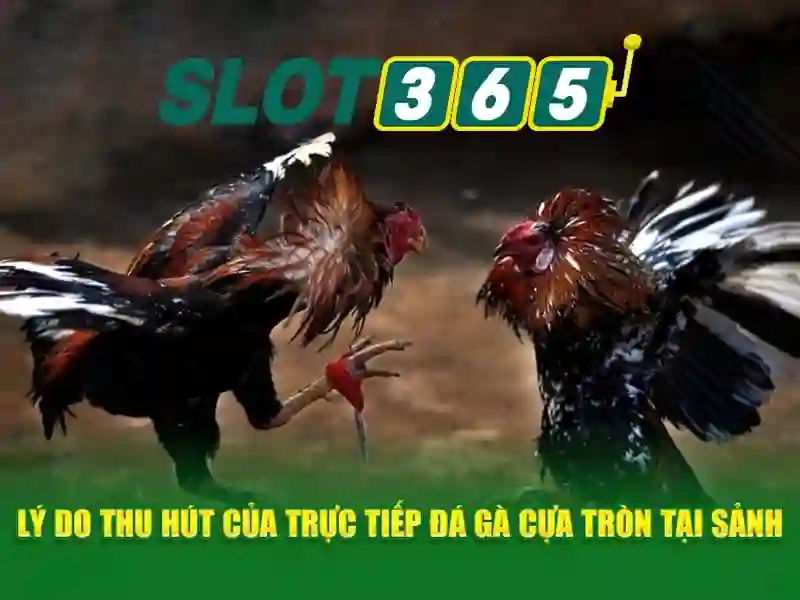 slot365 rtp – Trải nghiệm đỉnh cao và niềm tin an toàn cho người chơi