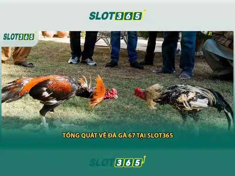 Slot365 – Nền tảng slot trực tuyến nổi bật tại Việt Nam
