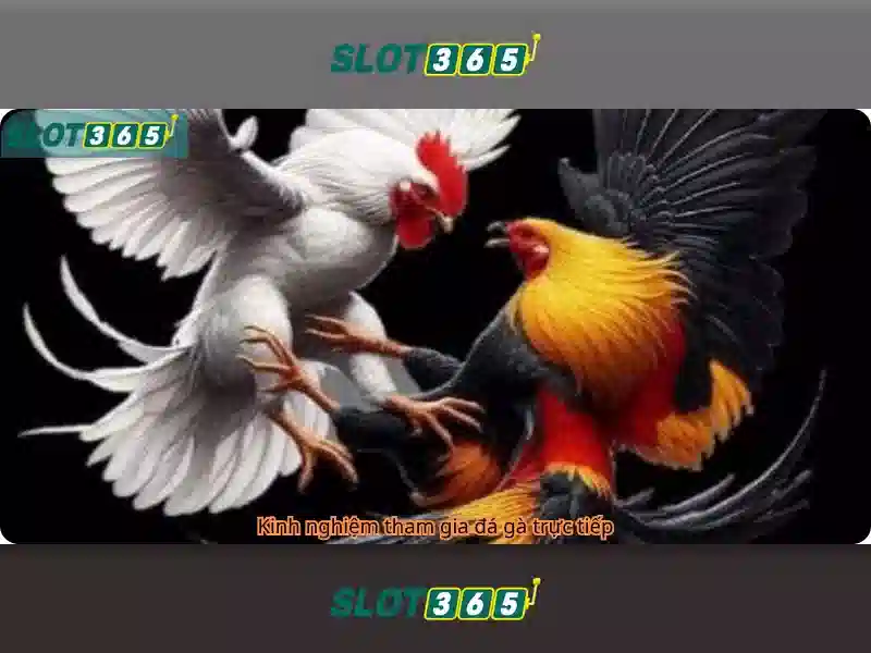 Slot365 - Tổng quan về nền tảng trò chơi quay có thưởng
