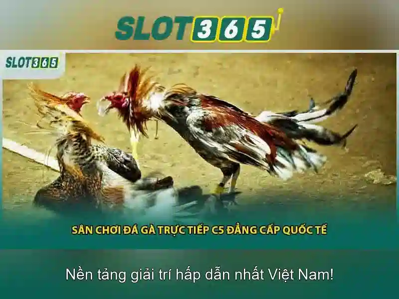 Slot365 - Trải nghiệm chơi slot trực tuyến đáng tin cậy